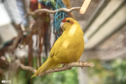yellow bird