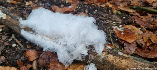 whatsapp image 2025 01 21 at 210644