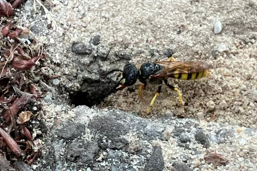 bijenwolf Philanthus triangulum graaft - Nathan Veenstra