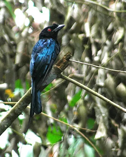 greater racket tailed drongo