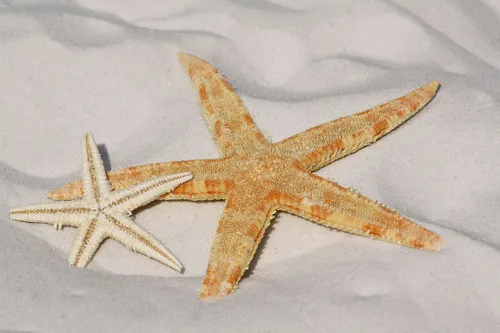 starfish 343791 1280