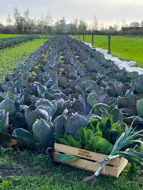 the farm kitchen garden