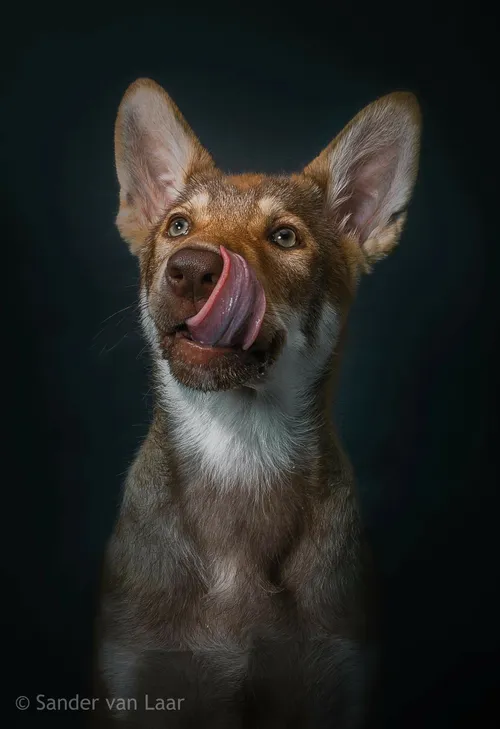 1006 hond sander van laar