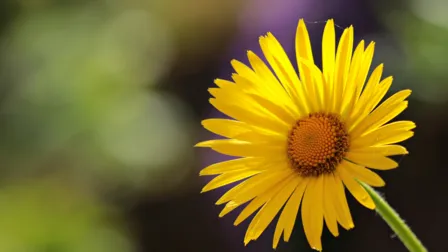 csm winnyfred 14a336f4a8