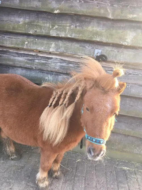 pony 2