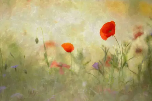 (c) Loulou Beavers (9)