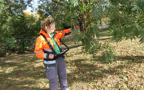 boominspecteur hanneke de bruijn