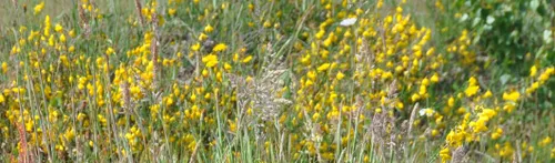 columnbrem heidebloesem1 2