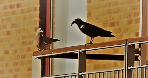 duifcolumn15veldh nieuws