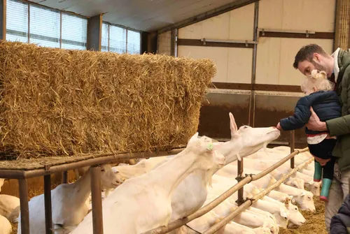 geitenkijkdag 160324 01