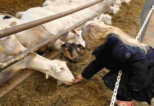 geitenkijkdag 160324 02