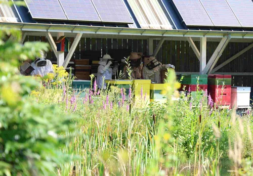 De honingramen worden voorzichtig ontdaan van bijen