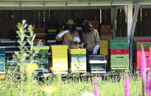De honingramen worden voorzichtig ontdaan van bijen