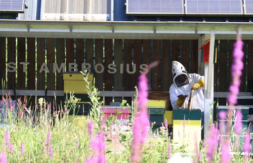 De honingramen worden voorzichtig ontdaan van bijen