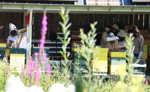 De honingramen worden voorzichtig ontdaan van bijen