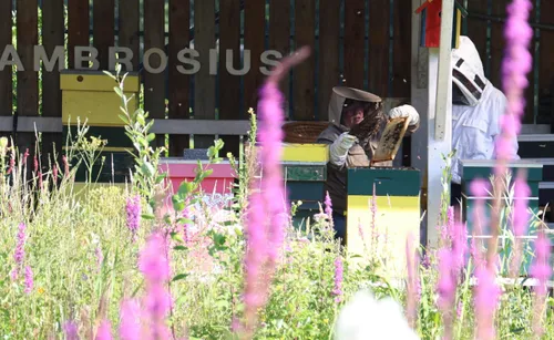 De honingramen worden voorzichtig ontdaan van bijen