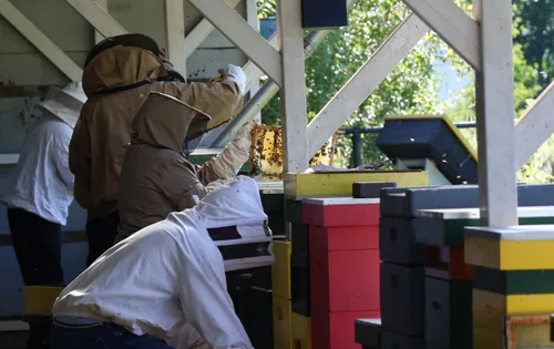 De ramen worden uit de bijenkast gehaald