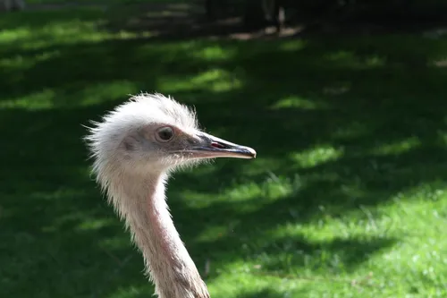 kinderboerderij dier