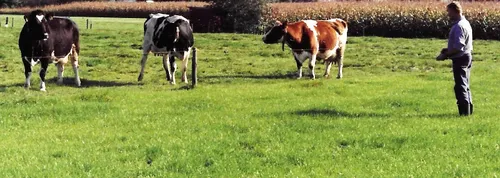 leeuwenthomcolumnvn 2