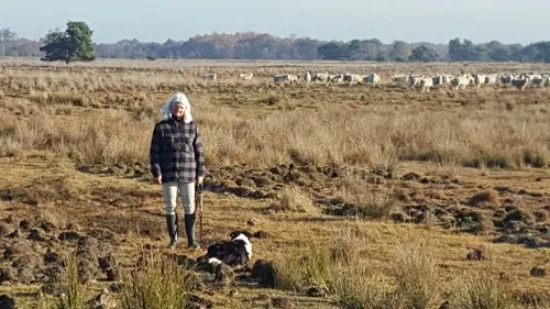 schaapherder pamela freriks