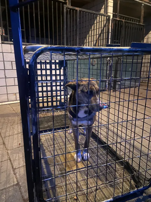 senna in de vangkooi