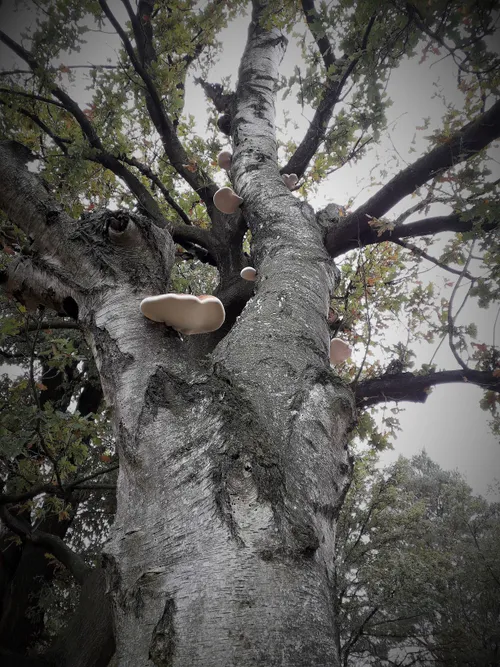 veldhovennieuwstruus fotoklein