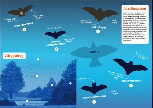 vleermuizenzoekkaart
