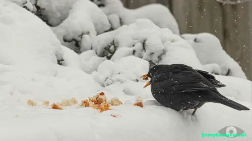 vogel eten winter