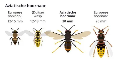 aziatische hoornaar
