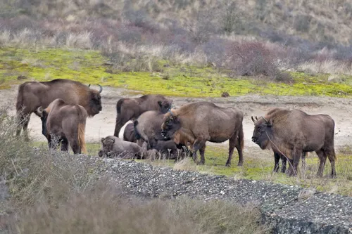 140095339 3563063610459546 8663461622980369578 o