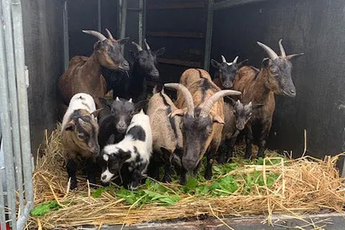 185057485 4004362092985085 178120610746583047 n