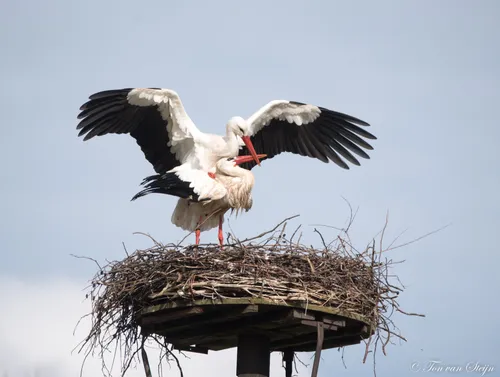 90273871 2735820283183887 1472166440898396160 o