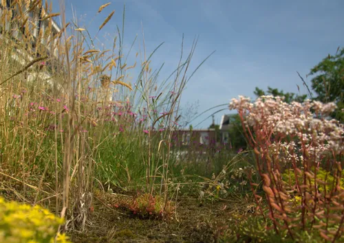 afbeelding 2 biodivers dak