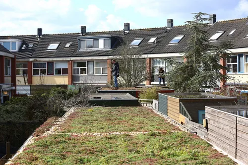 afbeelding 2 groen dak met sedum