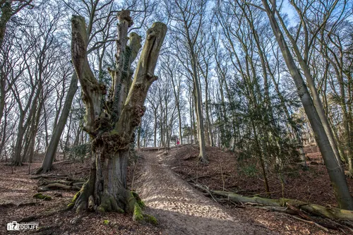 boom duin en kruidberg