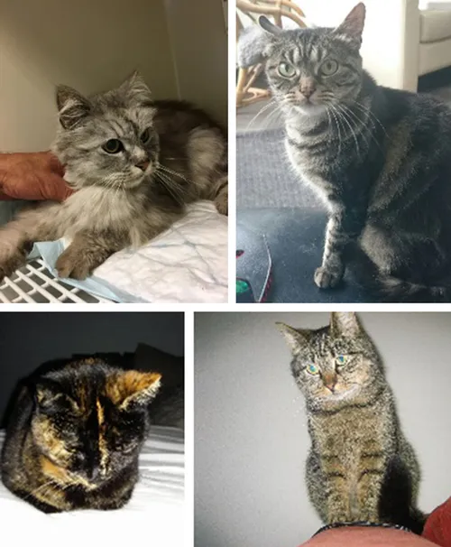 collage dieren 27 07