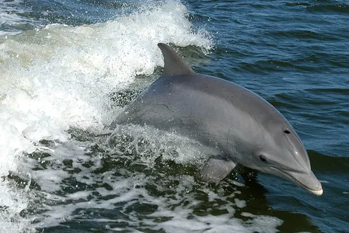 dolphin 386744 1920 pixabay