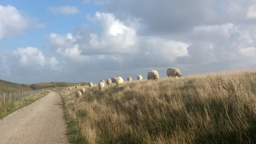 duinen van texel wiki