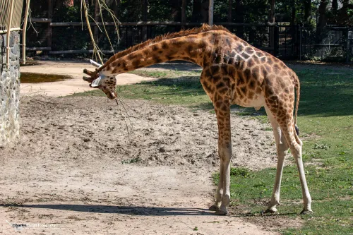 giraffe