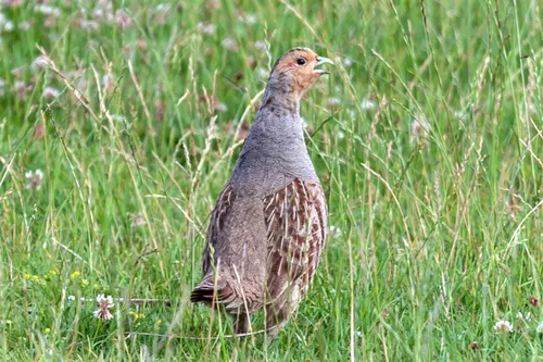 grey partridge 4347387 1920