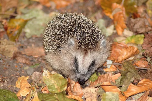 hedgehog 1735324 960 720