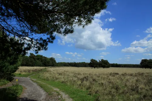 het leersumse veld wiki