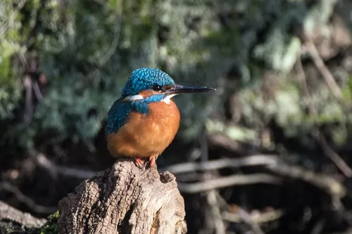 ijsvogel ton van steijn