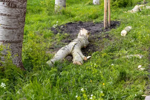 img 20240419 wa0142 copy 1536x1024