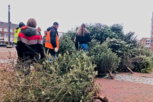 inzameling kerstbomen 1 rechtenvrij