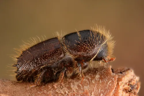 ips typographus female