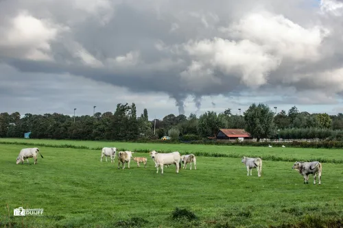 landschapsfoto koeien