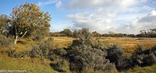 naamloos panorama1 duinen herfst 2 small