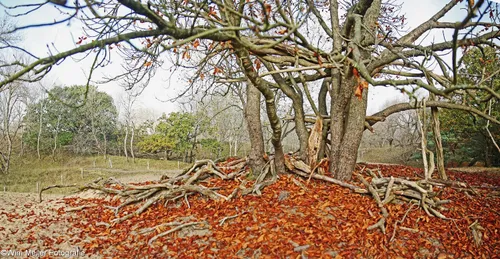 naamloos panorama1 duinen herfst