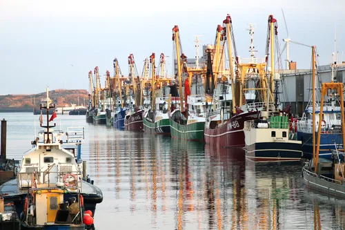 noordzeevis uit ijmuiden 2